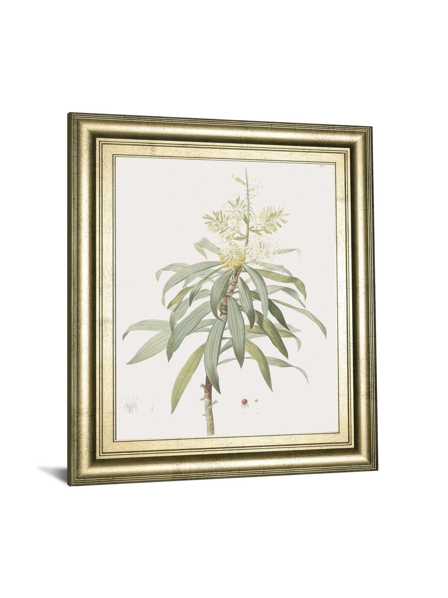 Dracaena Reflexa By Pierre Joseph Redoute - Framed Print Wall Art - Green Classy Art