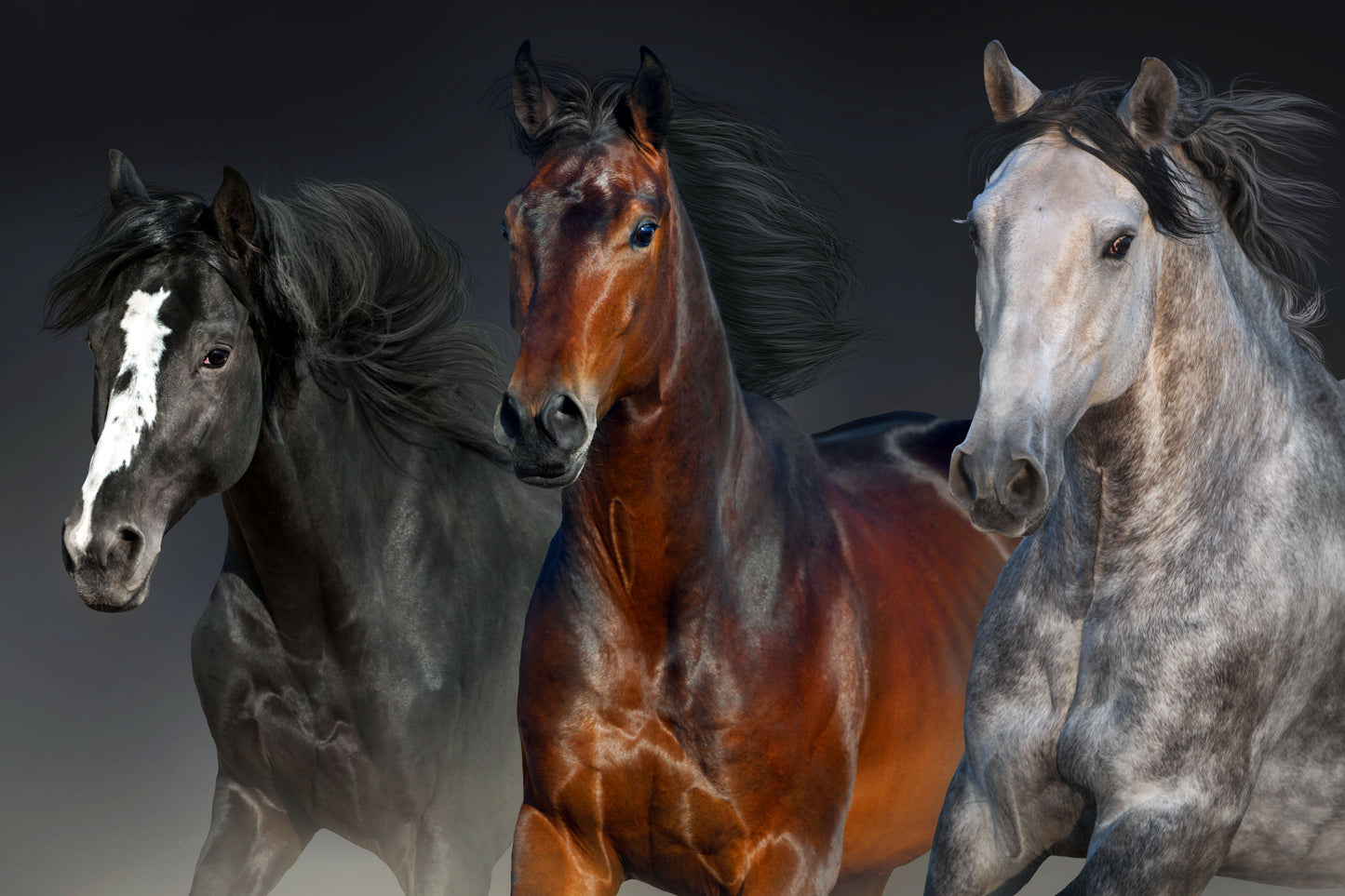 Three Horses - Dark Gray Classy Art