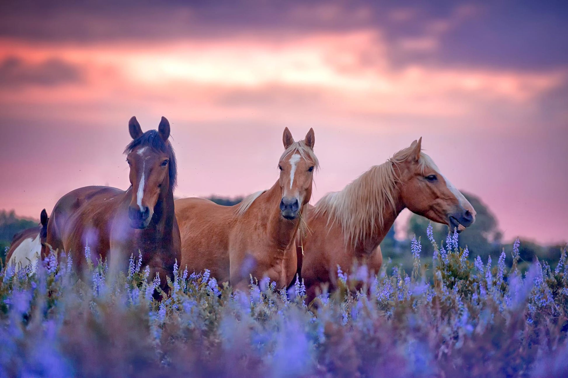 Tempered Glass With Foil - Three Horses - Purple Classy Art