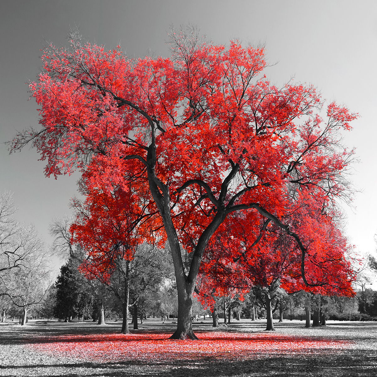 Temp Glass With Foil - Red Tree - Red Classy Art