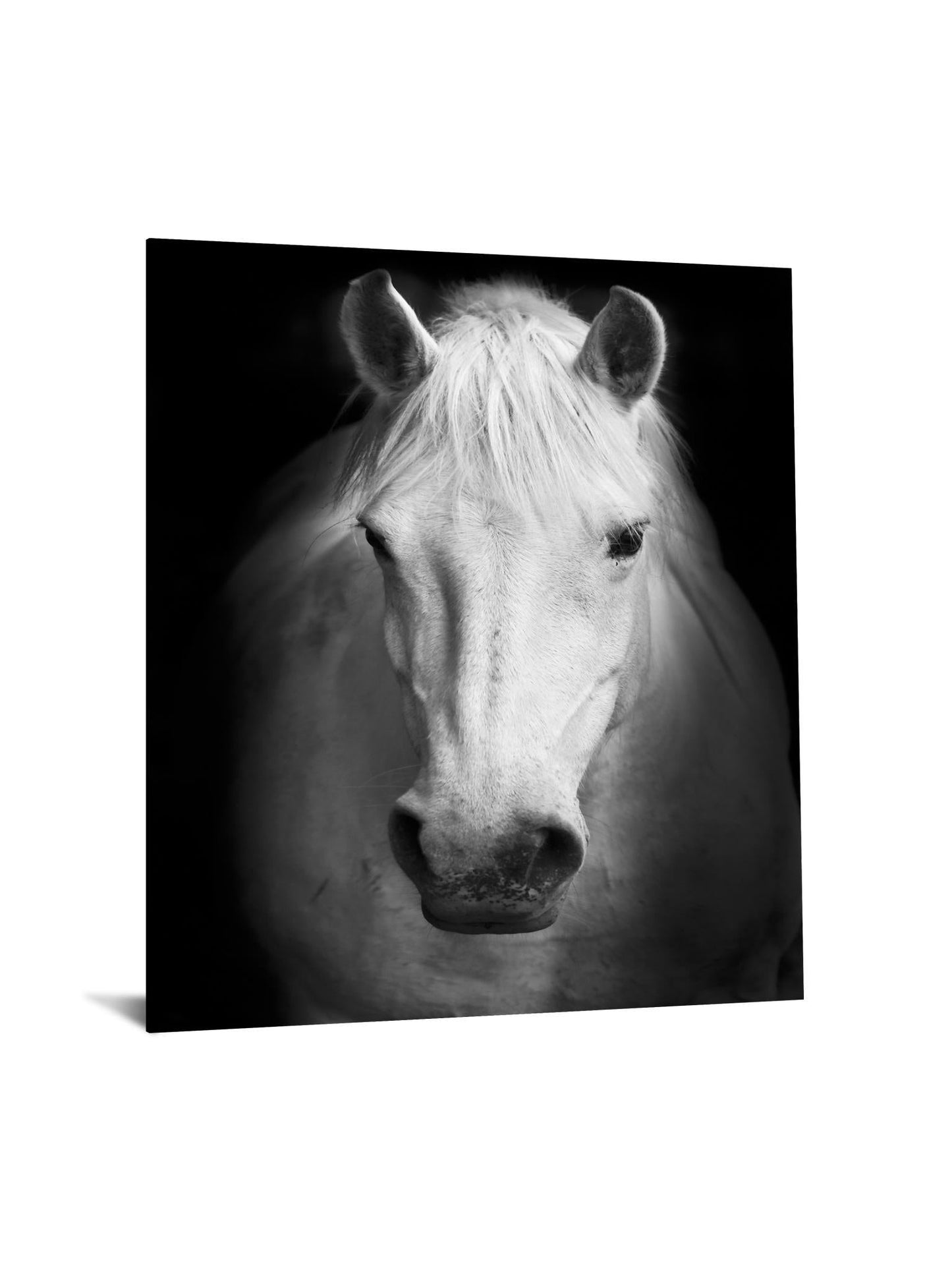 Temp Glass With Foil - White Horse - Black Classy Art