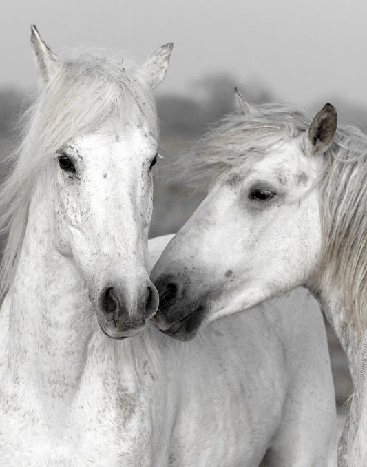 Affection I By Danita Delimont - Gray Classy Art