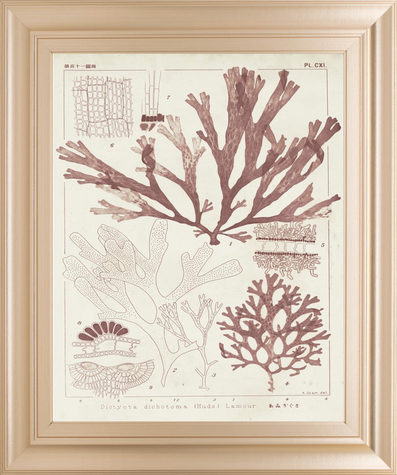 22x26 Antique Coral Seaweed IV By Vision Studio - Pink Classy Art