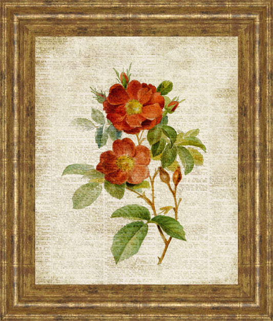 Roses On Newsprint Il By Lanie Loreth - Framed Print Wall Art - Beige Classy Art